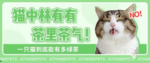 吃瓜娱乐绿茶猫,揭秘娱乐圈背后的秘密